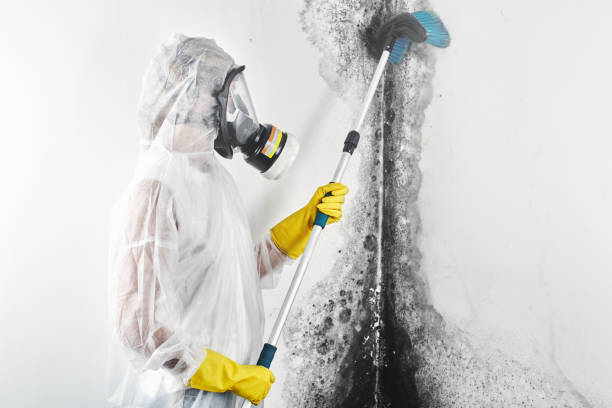  Slippery Rock, PA Mold Removal Pros